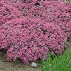 Rock 'N Round™ 'Popstar' Stonecrop -Garden Plants Store sedum pop star 4