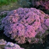 Rock 'N Round 'Pride And Joy' Stonecrop 1 Rock 'N Round 'Pride And Joy' Stonecrop -Garden Plants Store sedum pride joy 1