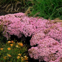Rock 'N Round™ 'Pure Joy' Stonecrop 10 Rock 'N Round™ 'Pure Joy' Stonecrop -Garden Plants Store sedum pure joy 1