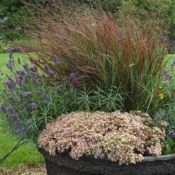 Rock 'N Round™ 'Pure Joy' Stonecrop 13 Rock 'N Round™ 'Pure Joy' Stonecrop -Garden Plants Store sedum pure joy 3