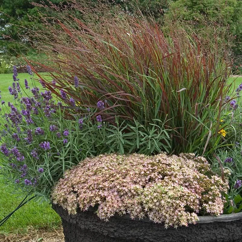 Rock 'N Round™ 'Pure Joy' Stonecrop 8 Rock 'N Round™ 'Pure Joy' Stonecrop - Image 6