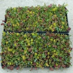 SedumSod® -Garden Plants Store sedum sod 3