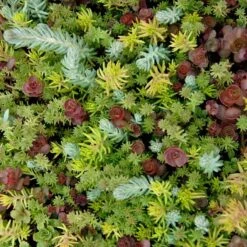 SedumSod® -Garden Plants Store sedum sod 5