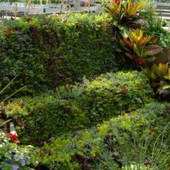 SedumSod® -Garden Plants Store sedum sod 6