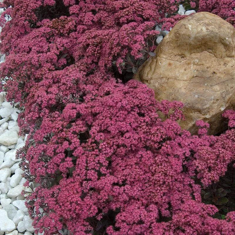 Sunsparkler® 'Dazzleberry' Stonecrop 3 Sunsparkler® 'Dazzleberry' Stonecrop