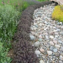 Sunsparkler® 'Dazzleberry' Stonecrop 11 Sunsparkler® 'Dazzleberry' Stonecrop -Garden Plants Store sedum sunsparkler dazzleberry 3 sw