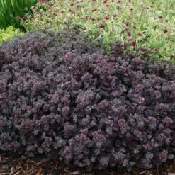Sunsparkler® 'Dazzleberry' Stonecrop 10 Sunsparkler® 'Dazzleberry' Stonecrop -Garden Plants Store sedum sunsparkler dazzleberry 4 sw