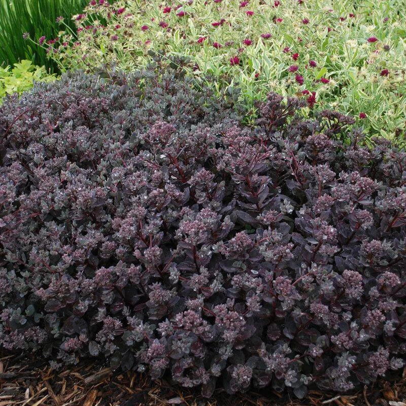 Sunsparkler® 'Dazzleberry' Stonecrop 6 Sunsparkler® 'Dazzleberry' Stonecrop - Image 4