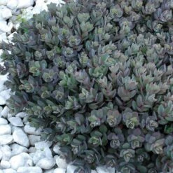 Sunsparkler® 'Dazzleberry' Stonecrop 9 Sunsparkler® 'Dazzleberry' Stonecrop -Garden Plants Store sedum sunsparkler dazzleberry 7 sw