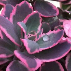 Sunsparkler® 'Dream Dazzler' Stonecrop 6 Sunsparkler® 'Dream Dazzler' Stonecrop -Garden Plants Store sedum sunsparkler dream dazzler 2