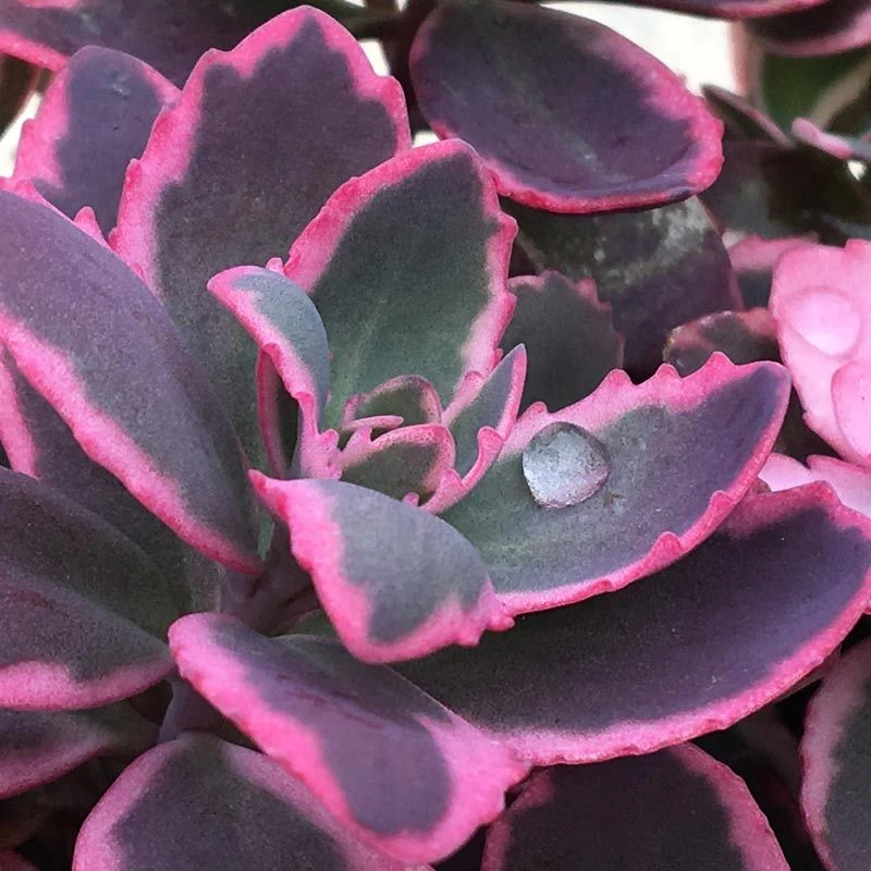 Sunsparkler® 'Dream Dazzler' Stonecrop 4 Sunsparkler® 'Dream Dazzler' Stonecrop - Image 2