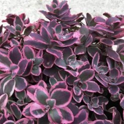 Sunsparkler® 'Dream Dazzler' Stonecrop 7 Sunsparkler® 'Dream Dazzler' Stonecrop -Garden Plants Store sedum sunsparkler dream dazzler 3