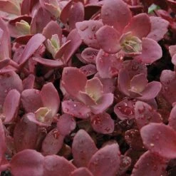 Sunsparkler® 'Firecracker' Stonecrop 9 Sunsparkler® 'Firecracker' Stonecrop -Garden Plants Store sedum sunsparkler firecracker 1 sw
