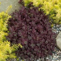 Sunsparkler® 'Firecracker' Stonecrop 11 Sunsparkler® 'Firecracker' Stonecrop -Garden Plants Store sedum sunsparkler firecracker 2 sw