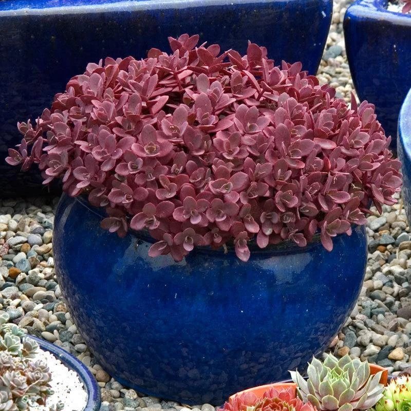 Sunsparkler® 'Firecracker' Stonecrop 4 Sunsparkler® 'Firecracker' Stonecrop - Image 2