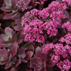 Succulent Ground Cover Collection 13 Succulent Ground Cover Collection -Garden Plants Store sedum sunsparkler firecracker 4 354983d6 59f2 404c ada2 2bc66c5bfa58