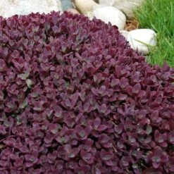 Sunsparkler® 'Firecracker' Stonecrop 10 Sunsparkler® 'Firecracker' Stonecrop -Garden Plants Store sedum sunsparkler firecracker 5 sw