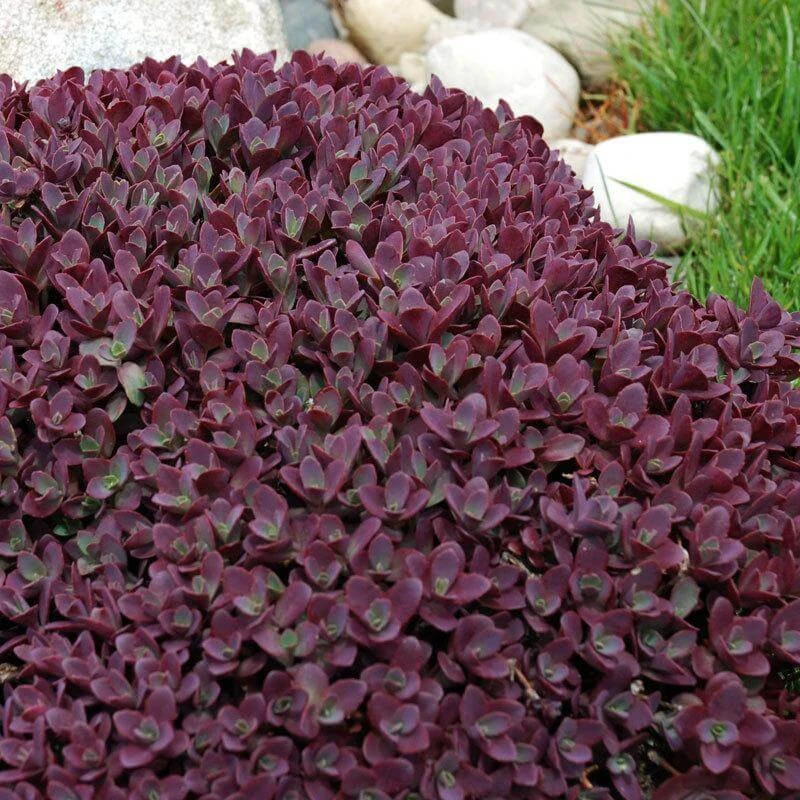 Sunsparkler® 'Firecracker' Stonecrop 6 Sunsparkler® 'Firecracker' Stonecrop - Image 4