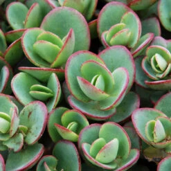 Succulent Ground Cover Collection 11 Succulent Ground Cover Collection -Garden Plants Store sedum sunsparkler lime zinger 1 e98f64a9 9f27 4845 88d4 fe977e07d1f5