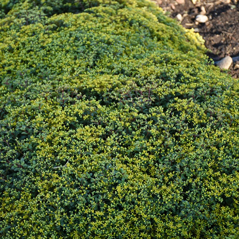 Rock 'N Low 'Yellow Brick Road' Stonecrop 4 Rock 'N Low 'Yellow Brick Road' Stonecrop - Image 2
