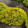 Rock 'N Low 'Yellow Brick Road' Stonecrop -Garden Plants Store sedum yellow brick road 2