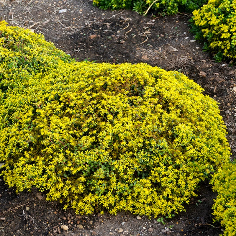 Rock 'N Low 'Yellow Brick Road' Stonecrop 3 Rock 'N Low 'Yellow Brick Road' Stonecrop