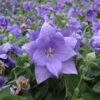 Semi-Double Blue Balloon Flower 2 Semi-Double Blue Balloon Flower -Garden Plants Store semi double blue balloon flower