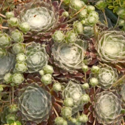 Hens & Chicks Collection -Garden Plants Store sempervivum arachnoideum cobweb 2