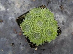 Chick Charms® Sugar Shimmer™ Hens & Chicks -Garden Plants Store sempervivum chick charms sugar shimmer 3 sw