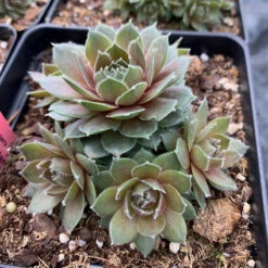 Hens & Chicks Collection -Garden Plants Store sempervivum commander hay 1