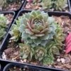 'Commander Hay' Hens & Chicks 1 'Commander Hay' Hens & Chicks -Garden Plants Store sempervivum commander hay 2 P sw
