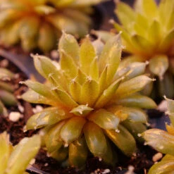 'Jade Rose' Hens & Chicks -Garden Plants Store sempervivum jade rose 2