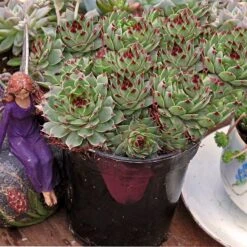 Hens & Chicks Collection -Garden Plants Store sempervivum mrs giuseppi 1