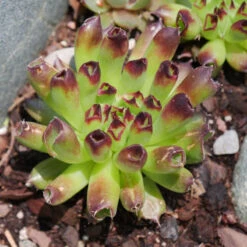 'Oddity' Hens & Chicks -Garden Plants Store sempervivum oddity 4