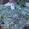 'Pacific Blue Ice' Hens & Chicks -Garden Plants Store sempervivum pacific blue ice 1