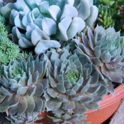 'Pacific Blue Ice' Hens & Chicks 7 'Pacific Blue Ice' Hens & Chicks -Garden Plants Store sempervivum pacific blue ice 2