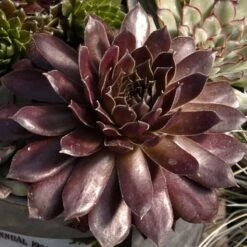 Hens & Chicks Collection -Garden Plants Store sempervivum pacific devils food hen and chick 1 2917c118 120c 48cb 8fb1 4b8e7261f822