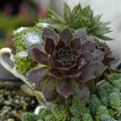 'Pacific Devil's Food' Hens & Chicks -Garden Plants Store sempervivum pacific devils food hen and chick 3