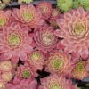 'Peggy' Hens & Chicks -Garden Plants Store sempervivum peggy 1 P