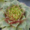 'Red Rubin' Hens & Chicks 2 'Red Rubin' Hens & Chicks -Garden Plants Store sempervivum red rubin 1