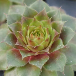 Hens & Chicks Collection -Garden Plants Store sempervivum red rubin 1 ff28a4c0 33e6 40f2 bf64 eaa93507f37b