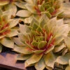 'Silver King' Hens & Chicks 2 'Silver King' Hens & Chicks -Garden Plants Store sempervivum silver king 2 P