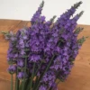 Sensational!® Lavender 2 Sensational!® Lavender -Garden Plants Store sensational lavender