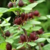 Simply Scentsational® Sweetshrub 1 Simply Scentsational® Sweetshrub -Garden Plants Store simply scentastional calycanthus sweetshrub 2