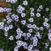 'Lucerne' Blue-Eyed Grass 1 'Lucerne' Blue-Eyed Grass -Garden Plants Store sisyrinchium lucerne 2