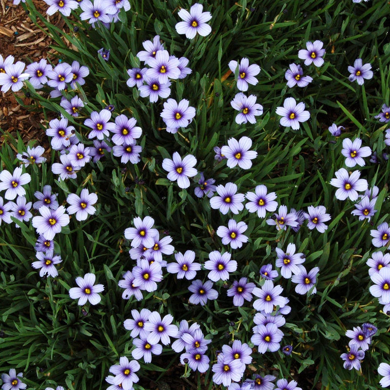 'Lucerne' Blue-Eyed Grass 3 'Lucerne' Blue-Eyed Grass