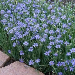 'Lucerne' Blue-Eyed Grass 7 'Lucerne' Blue-Eyed Grass -Garden Plants Store sisyrinchium lucerne 3