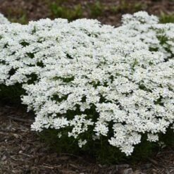 Snowsation⢠Evergreen Candytuft (Iberis)