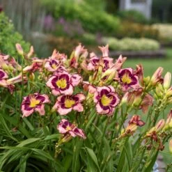 Rainbow Rhythm® 'Sound Of My Heart' Daylily 9 Rainbow Rhythm® 'Sound Of My Heart' Daylily -Garden Plants Store sound of my heart daylily 1