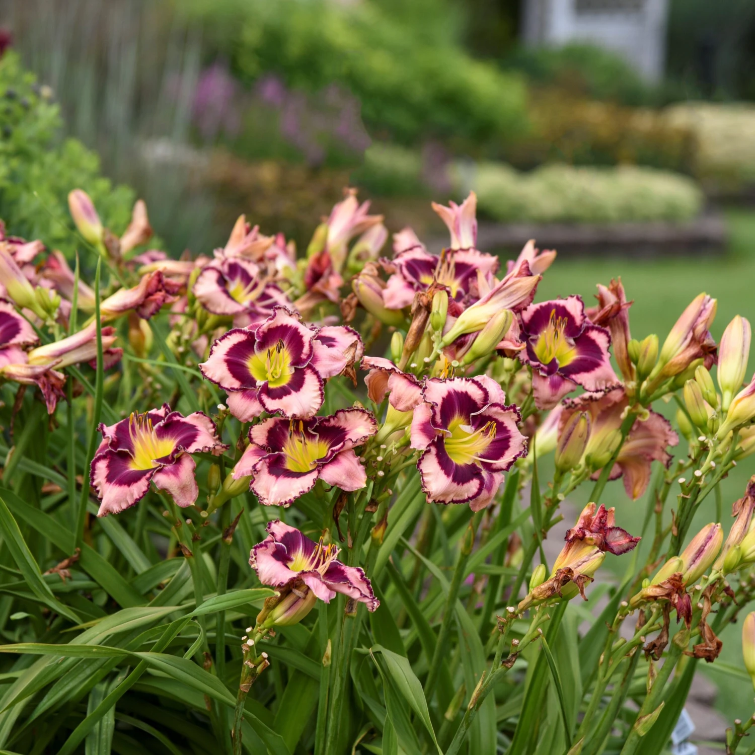 Rainbow Rhythm® 'Sound Of My Heart' Daylily 5 Rainbow Rhythm® 'Sound Of My Heart' Daylily - Image 3